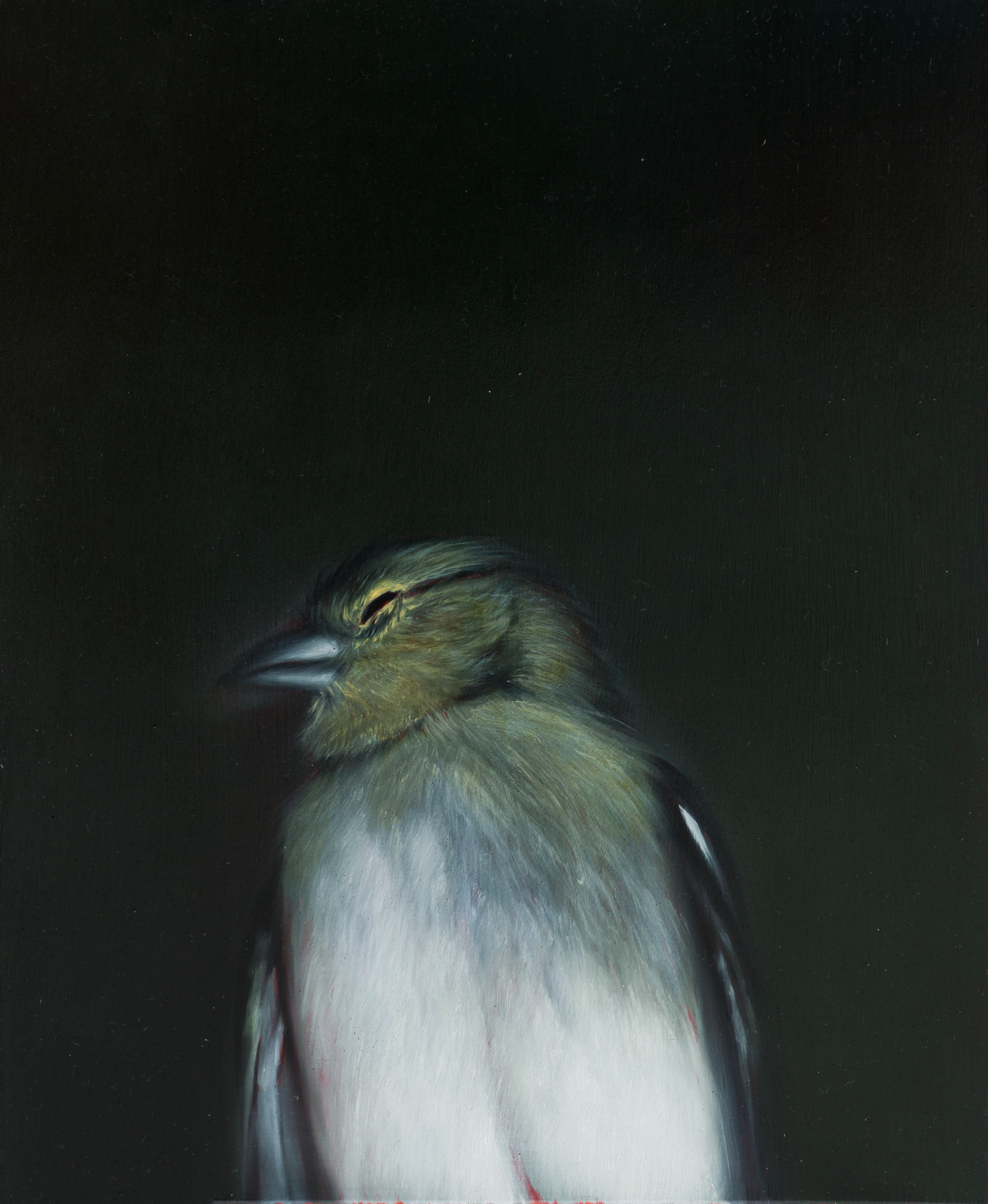 Study (Sleeping Greenfinch)