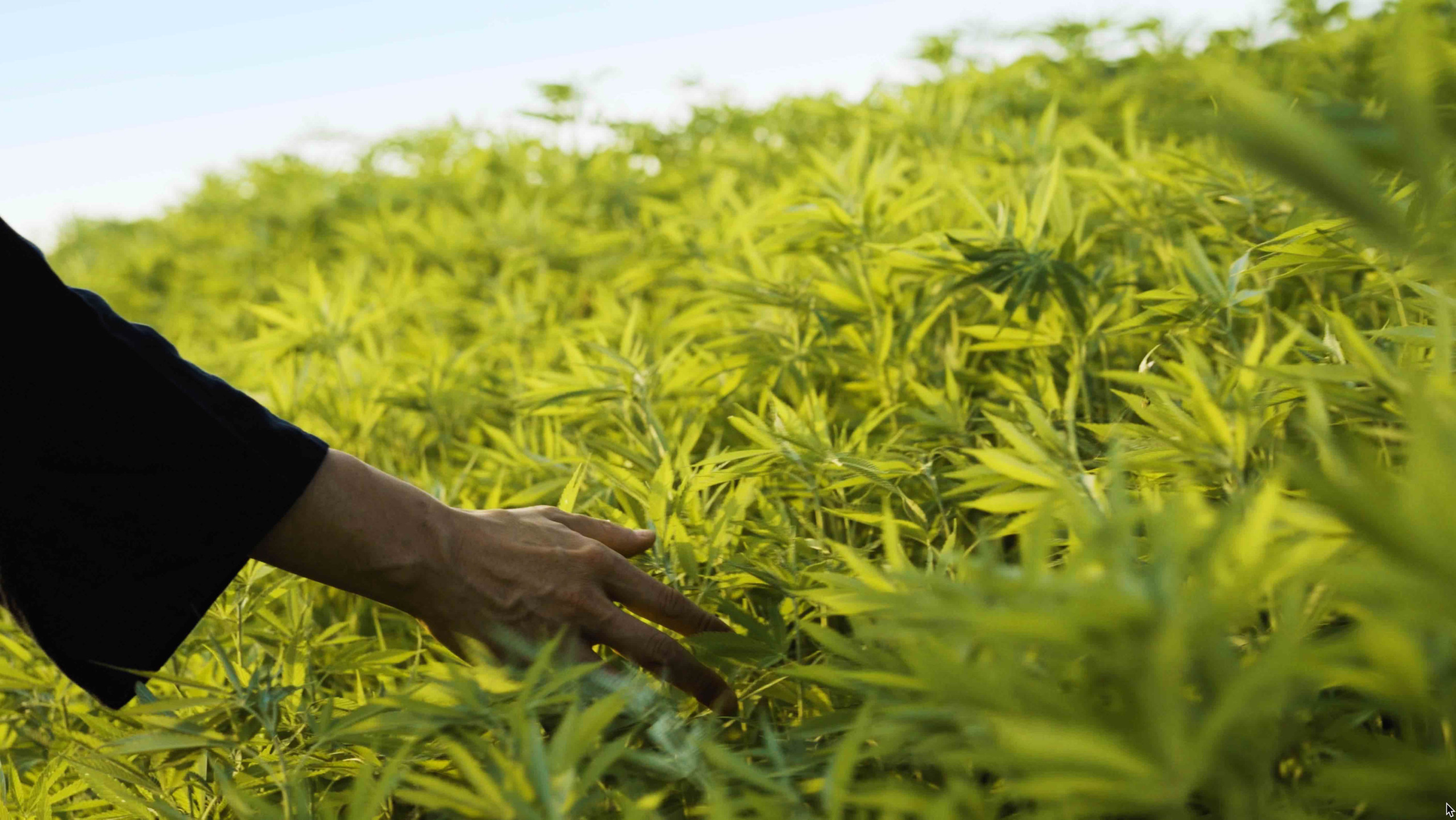 Human-Cannabis II: ASA